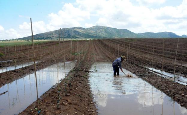 Cooperativas Extremadura estima que 20.000 hectáreas están afectadas por el pedrisco