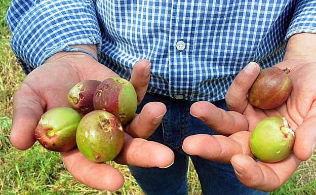 Agroseguro calcula que pagará 30 millones de euros en la región por las tormentas