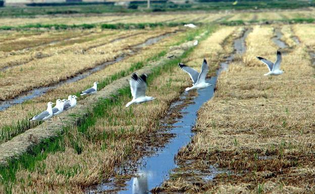 Aves acuáticas en un arrozal.:HOY