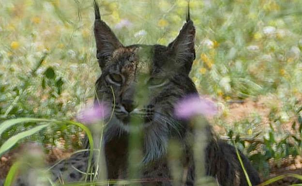 Un lince criado en Huelva y liberado en Portugal llega hasta Barcelona