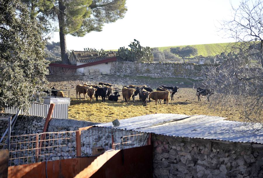 Reses de la ganadería 'La Peregrina' en la finca 'Los Almorchones', de Antonio Ferrera. 