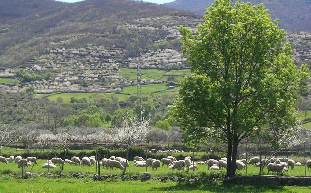 Imagen de archivo de un paraje de los alrededores de Aldeanueva del Camino en la comarca del Valle del Ambroz.