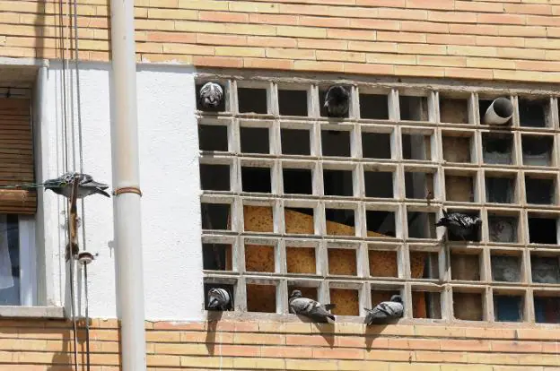 Las palomas entran y salen a sus anchas de los edificios. :: brígido