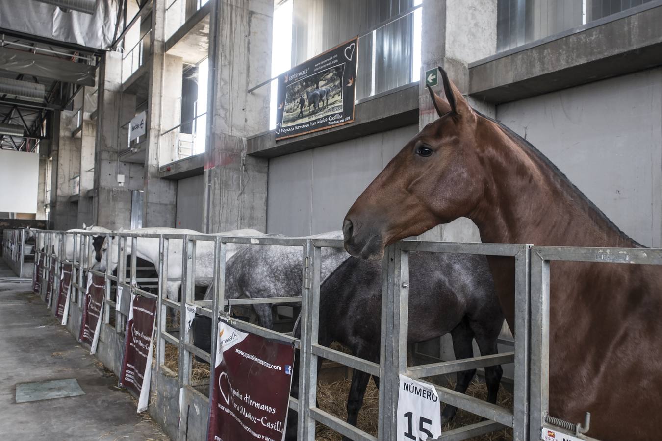 La Feria del Caballo y del Toro de Extremadura (Ecuextre) ha arrancado con el acto de homenaje a Juan Antonio Ruiz 'Espartaco', que es el protagonista de esta décima edición, la cual incluye una muestra del torero de Espartinas que exhibe distintos objetivos vinculados con su trayectoria.