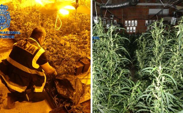 Plantas de marihuana intervenidas en dos naves de Mérida:. HOY