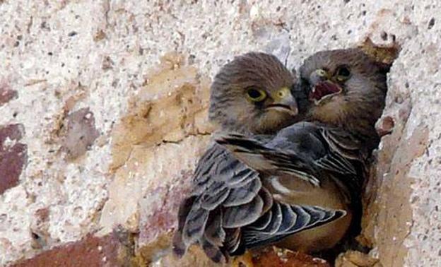 Reintroducen pollos de cernícalo primilla en San Vicente de Alcántara