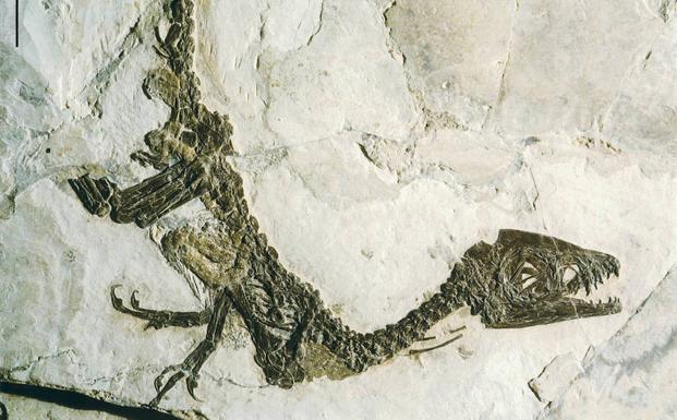 Fósil de un Tiranosaurus Rex descubierto por paleontólogos italianos. 