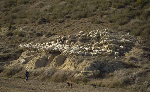 Los seguros agrícolas cubren la falta de pasto derivada de la sequía