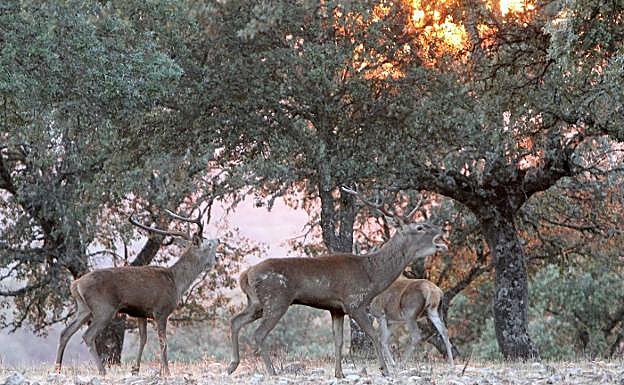Ciervos en Monfragüe durante la época de berrea:: 