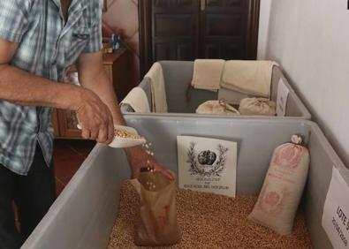 Imagen secundaria 1 - Francisco muestra las reservas que le quedan de este año. Burrero envasando garbanzos para la venta. Vainas en una mata.