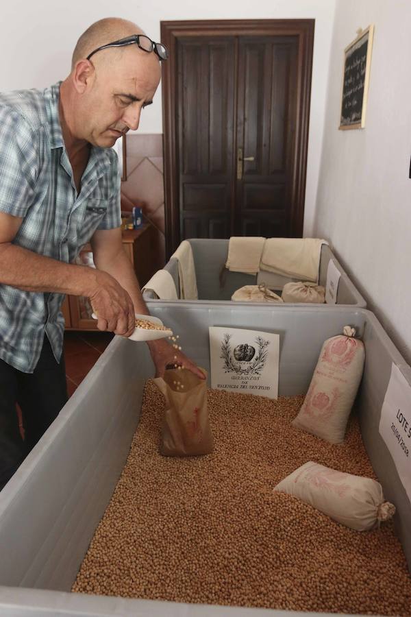 Fotos: Los garbanzos de Valencia del Ventoso, en imágenes