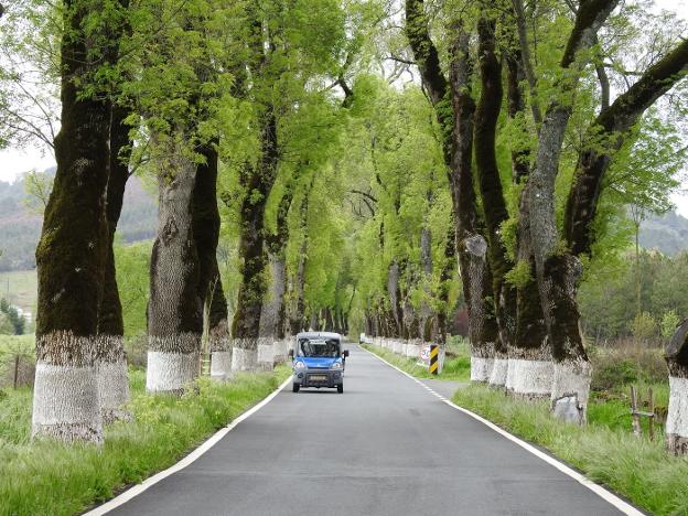 Tramo de carretera arbolada entre Marvão y Castelo de Vide. :: E.R.