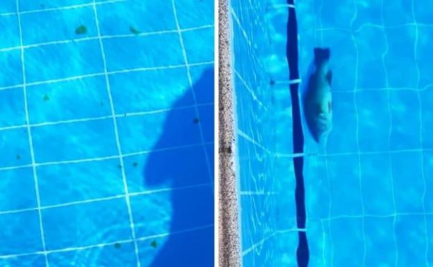 Dotan a la piscina de Saucedilla de cámaras contra el vandalismo