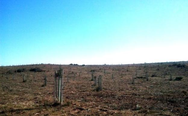 Monte repoblado en Losar de la Vera:: HOY