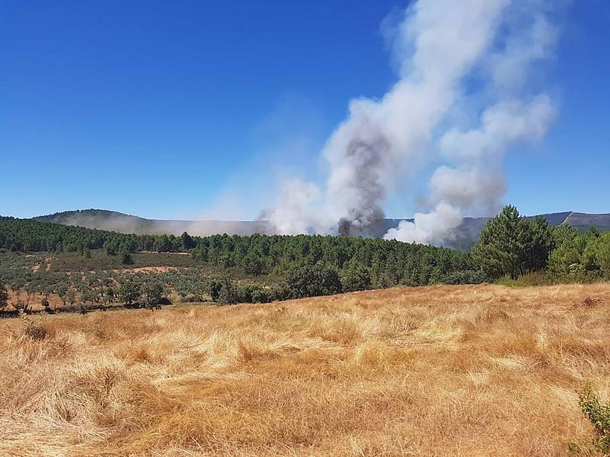 Fotos: Imágenes del incendio originado en una zona de pinar en Valverde del Fresno