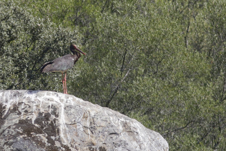 El nuevo tramo navegable permite mirar el Salto del Gitano desde una perspectiva hasta ahora inédita