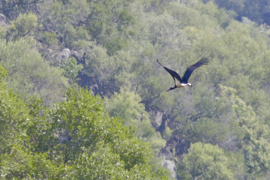 Imagen. Una cigüeña negra, enpleno vuelo durante el crucero fluvial por el entorno de Monfragüe.