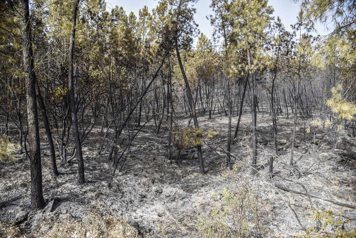 El fuego, el peor del verano en Extremadura, calcinó parte del Valle de Jola y quedó controlado ayer a última hora