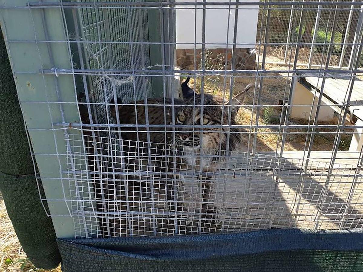 El centro de Granadilla acoge a nueve linces de Portugal para protegerlos de los incendios que asolan el Algarve