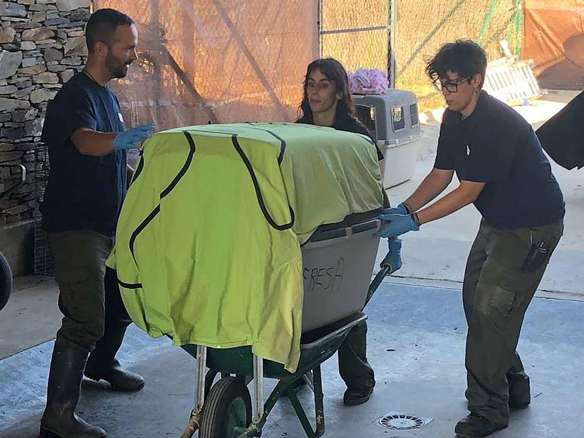 El centro de Granadilla acoge a nueve linces de Portugal para protegerlos de los incendios que asolan el Algarve