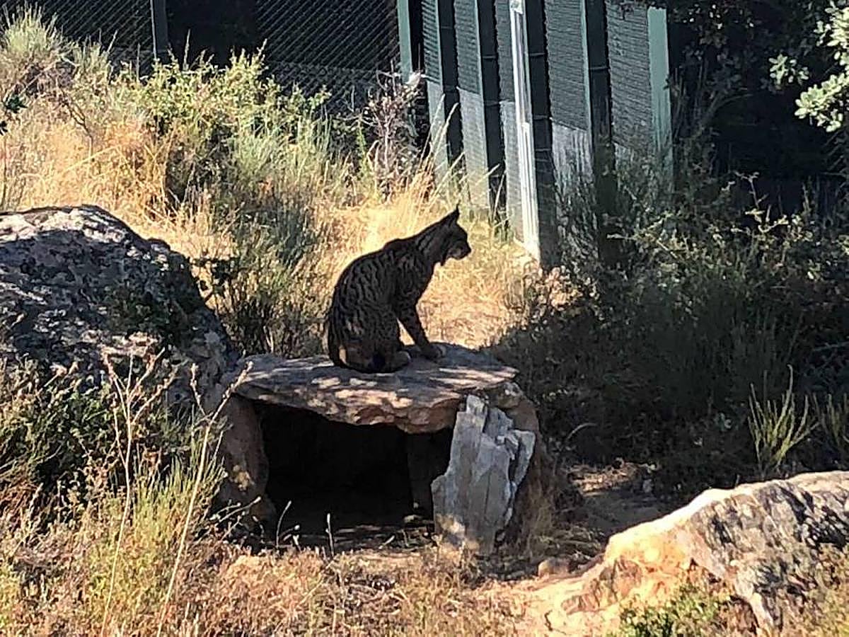 En el centro, además de ver linces ibéricos, también es posible contemplar águilas imperiales, águilas reales, buitres negros, buitres leonados, ginetas y nutrias, entre otros animales