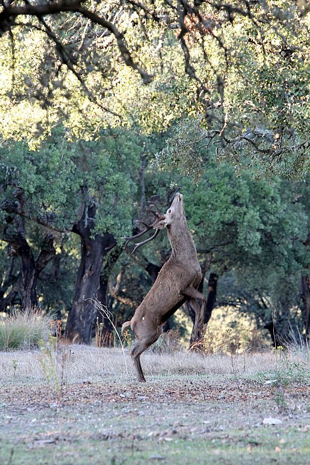 Un ciervo intenta saltar para coger algo de un árbol, en la sierra de Las Corchuelas, en Monfragüe.. :: lorenzo cordero