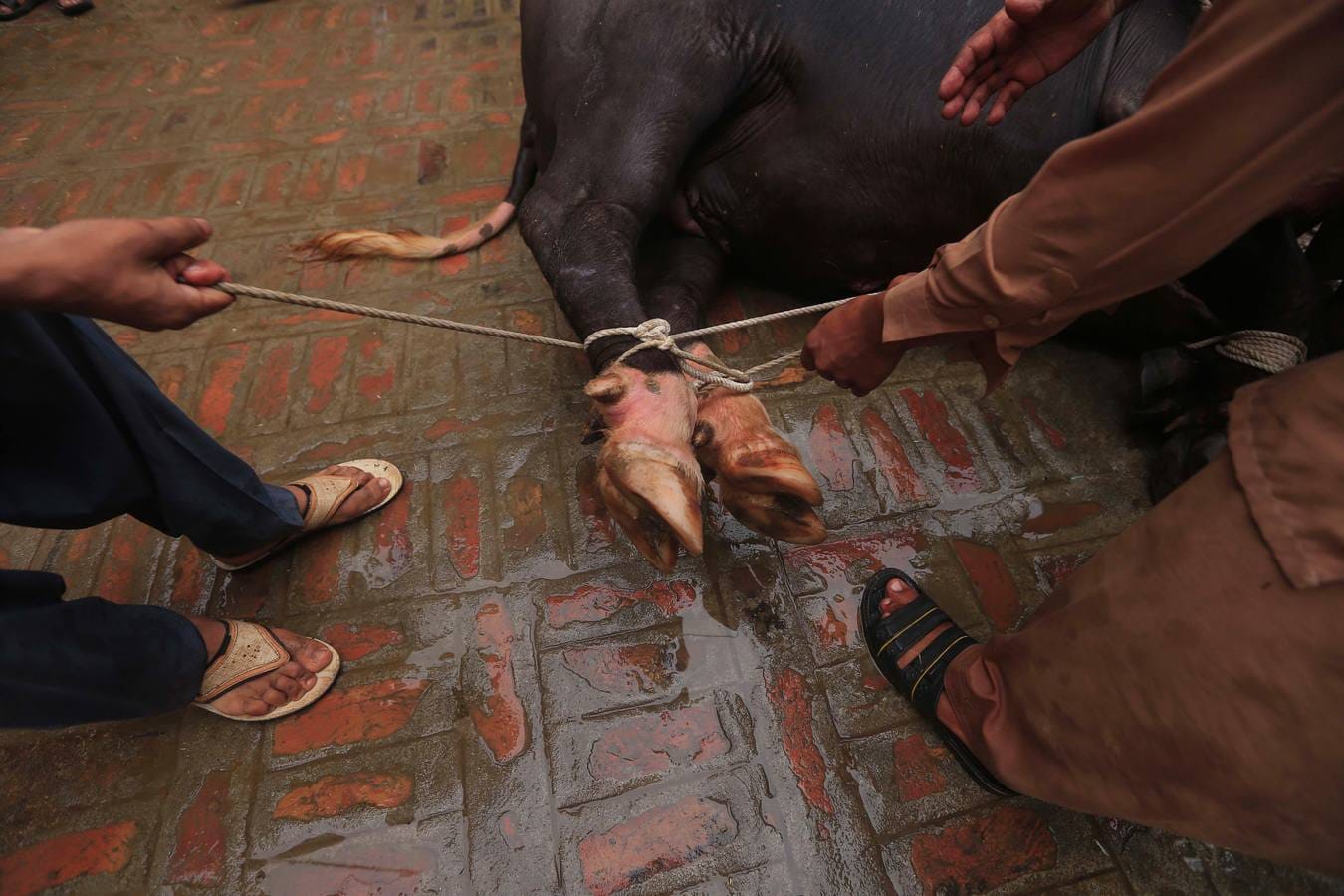 Musulmanes paquistaníes preparan vacas para ser sacrificadas con motivo de las celebraciones del Eid al Adha, o Fiesta del Sacrificio, en Karachi, Pakistán