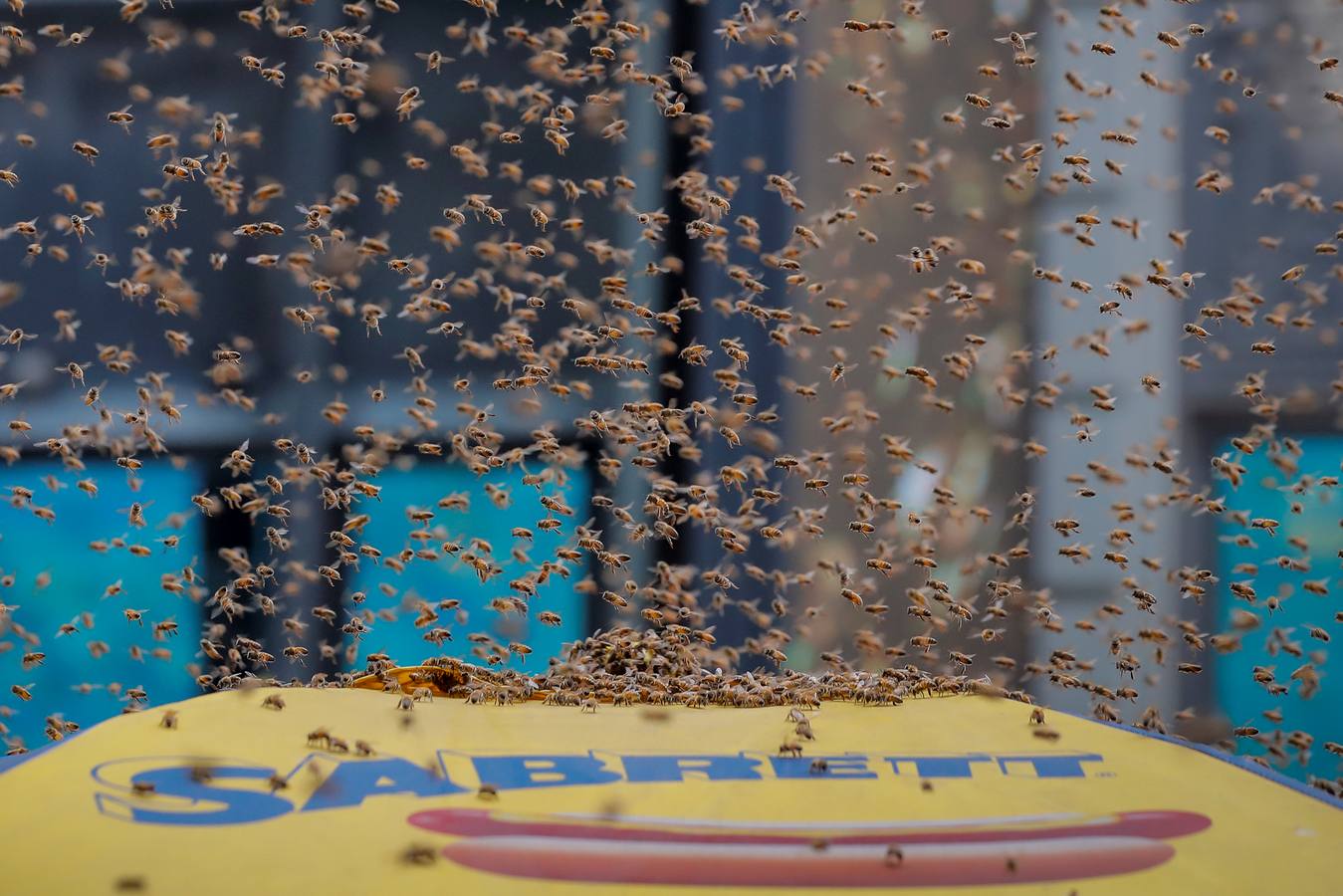 Un enjambre de abejas se aloja en un carrito de perros calientes en Times Square en la ciudad de Nueva York