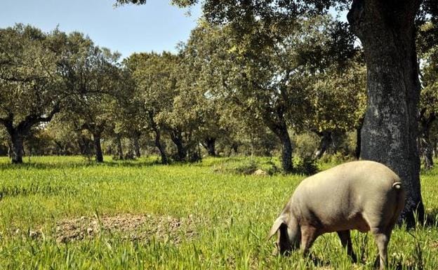 APAG pide la eliminación de las entidades certificadoras del porcino ibérico