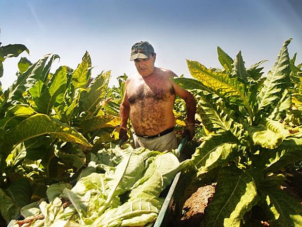 José María Recho pasa con la carretilla por su plantación de Medellín. :: A.G.
