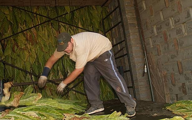 Retirando hojas del secadero de José María:: A.G.