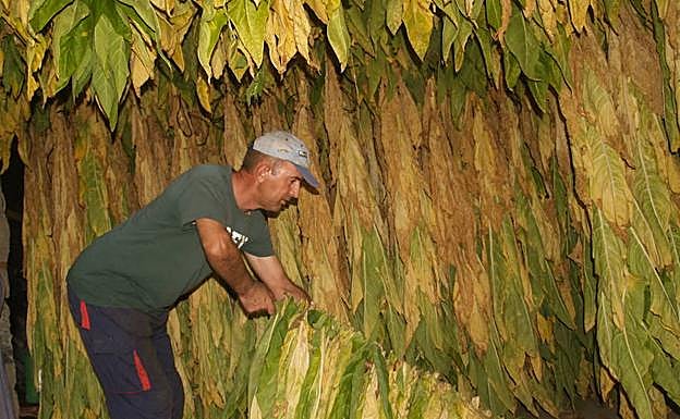 Juan Francisco Fernández cuelga una ristra en su secadero: A.G.