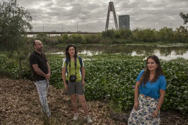 Antonio Palomeque, Pilar Rodríguez y Nadia Sanabria junto al camalote en el río Guadiana. :: pakopí