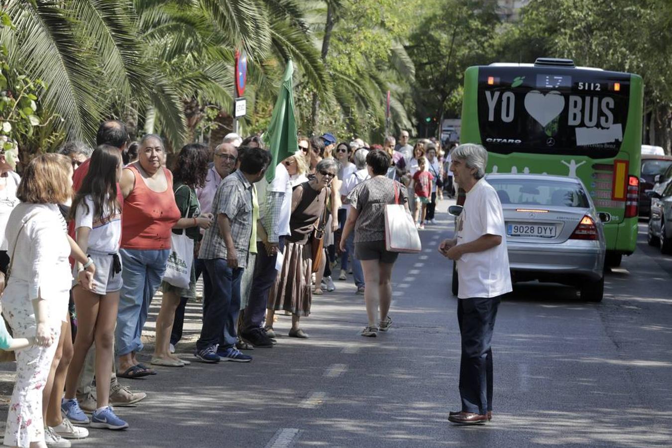 Han pedido que se detenga y reconsidere la reforma de esta avenida que supone retirar del centro de la ciudad a 78 ejemplares