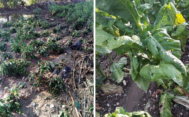 Las tormentas provocan daños en más de 500 hectáreas de olivar, tabaco, pimiento y tomate