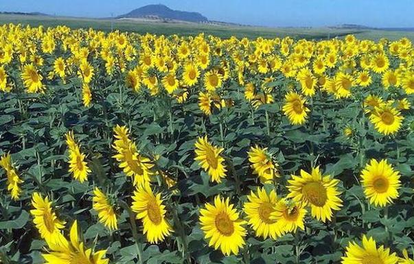 La producción de girasol crece un 30%, con 13,5 millones de kilos 