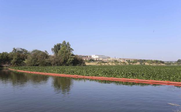 Camalote en el río Guadiana en Mérida