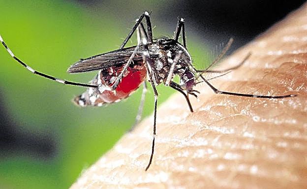 Una hembra de mosquito tigre con el abdomen lleno de sangre pica a un humano. 