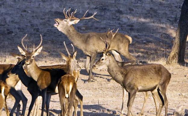 Berrea del ciervo en la reserva de caza de Cijara:: HOY