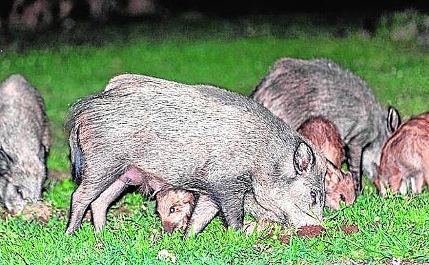 Imagen de archivo de varios jabalíes en el Residencial Universidad de Cáceres este verano 