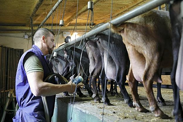 Julián Tena ordeña la primera tanda de cabras de la mañana para comenzar su trabajo diario en la granja. :: Lorenzo Cordero