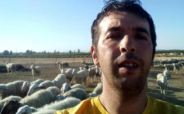 Agustín Sánchez, trabajando en su explotación con sus ovejas. :: F. h.