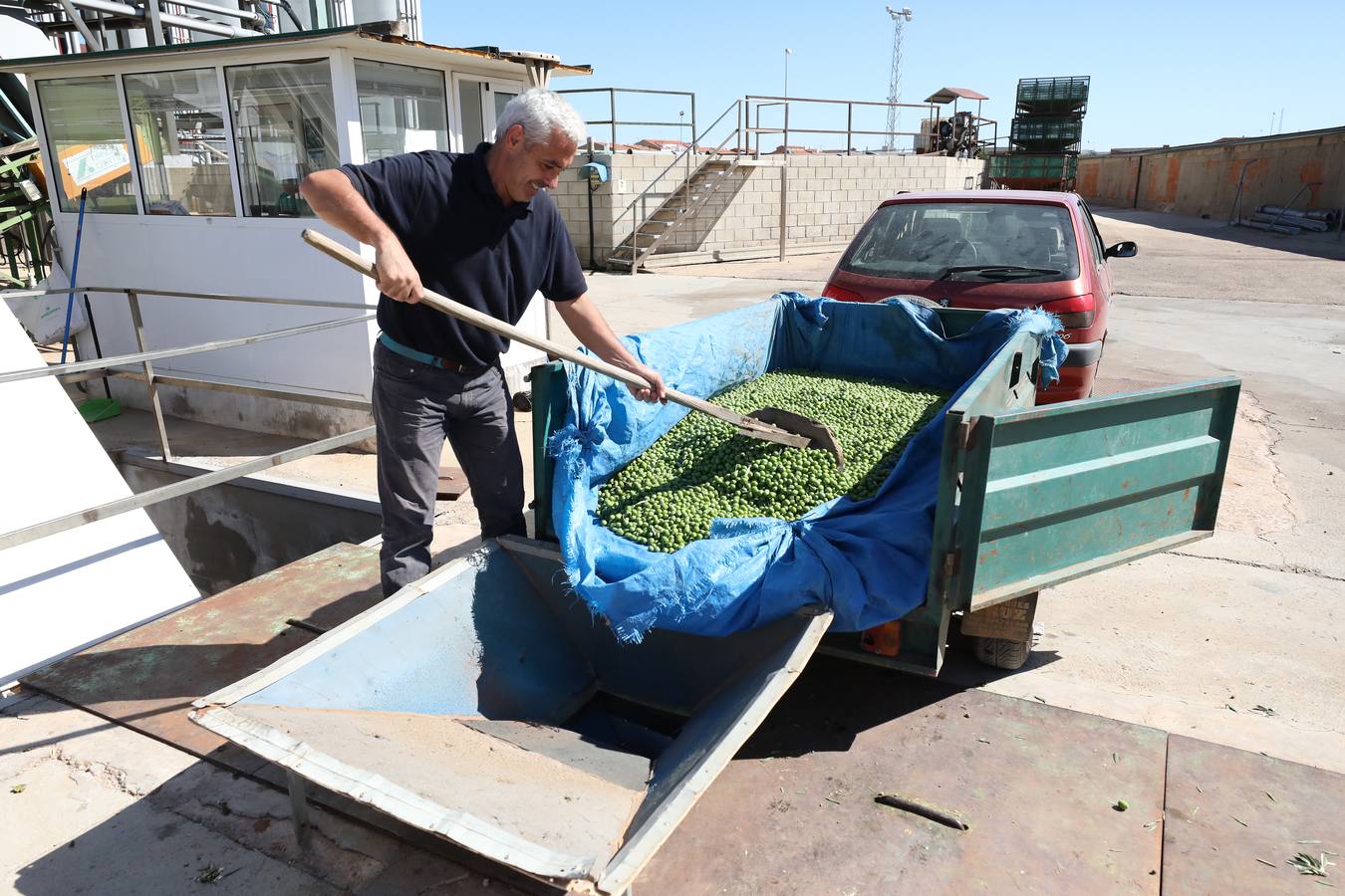 Extremadura inicia la campaña de la aceituna de mesa con la previsión de llegar a las 80.000 toneladas