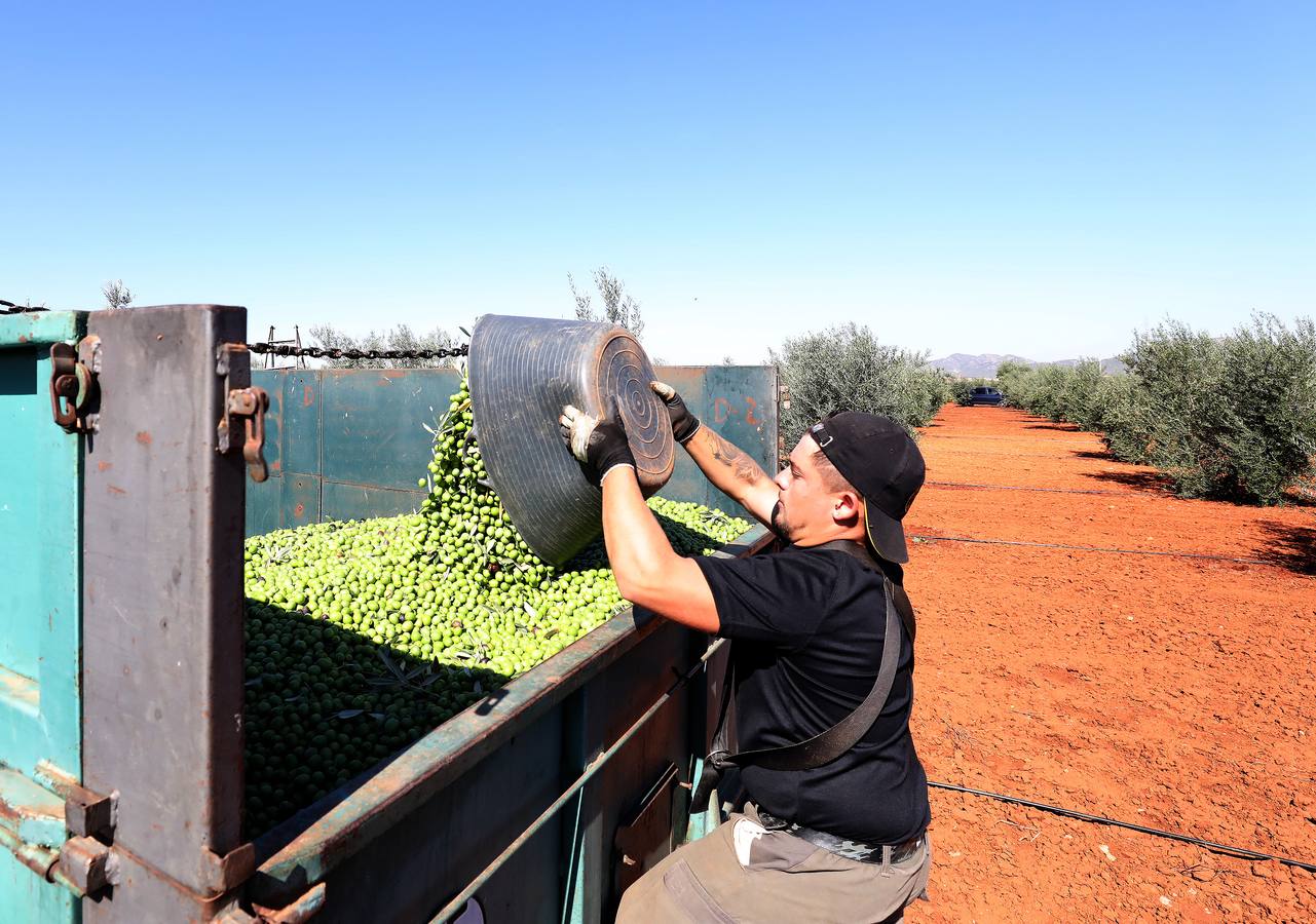 Extremadura inicia la campaña de la aceituna de mesa con la previsión de llegar a las 80.000 toneladas