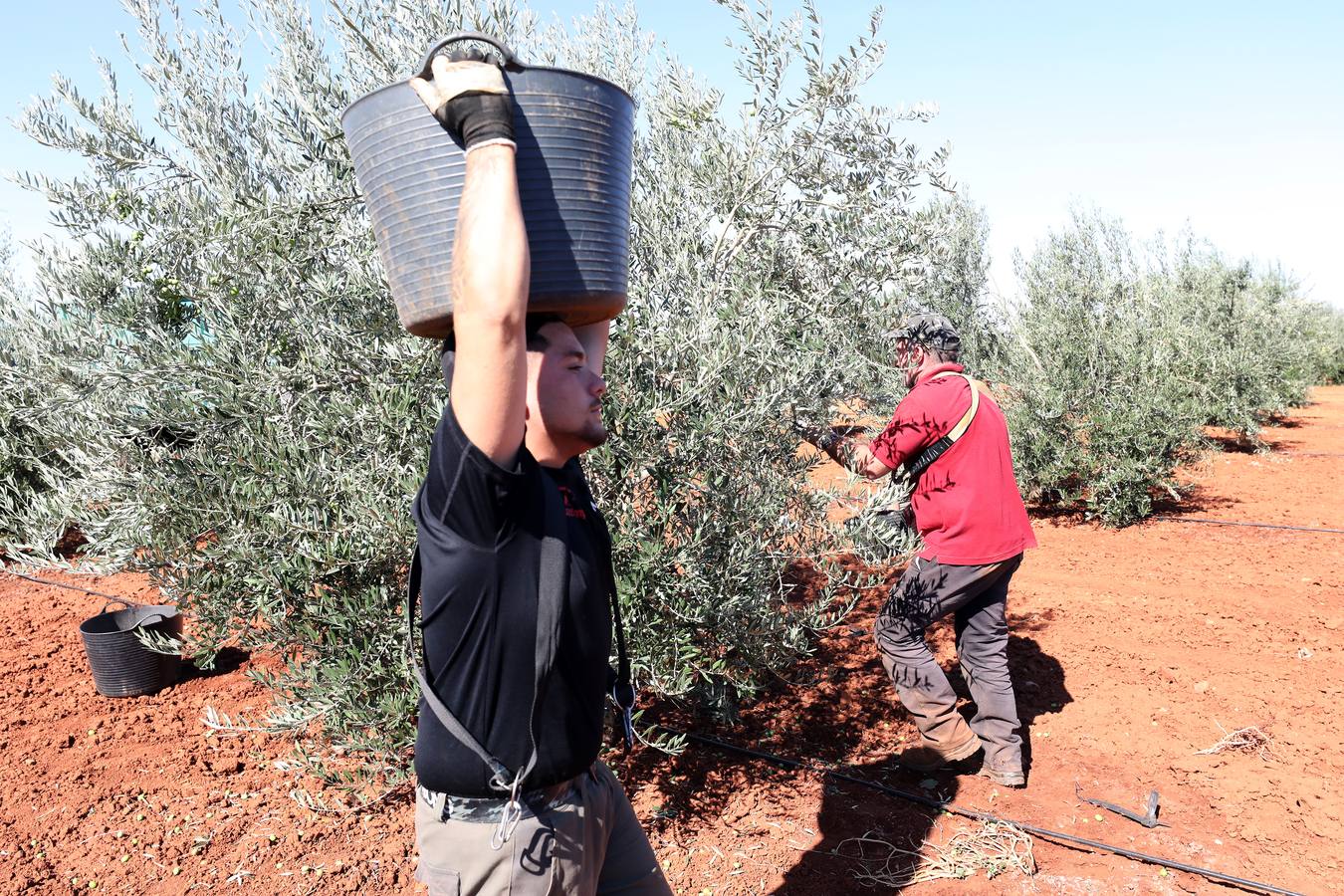 Extremadura inicia la campaña de la aceituna de mesa con la previsión de llegar a las 80.000 toneladas