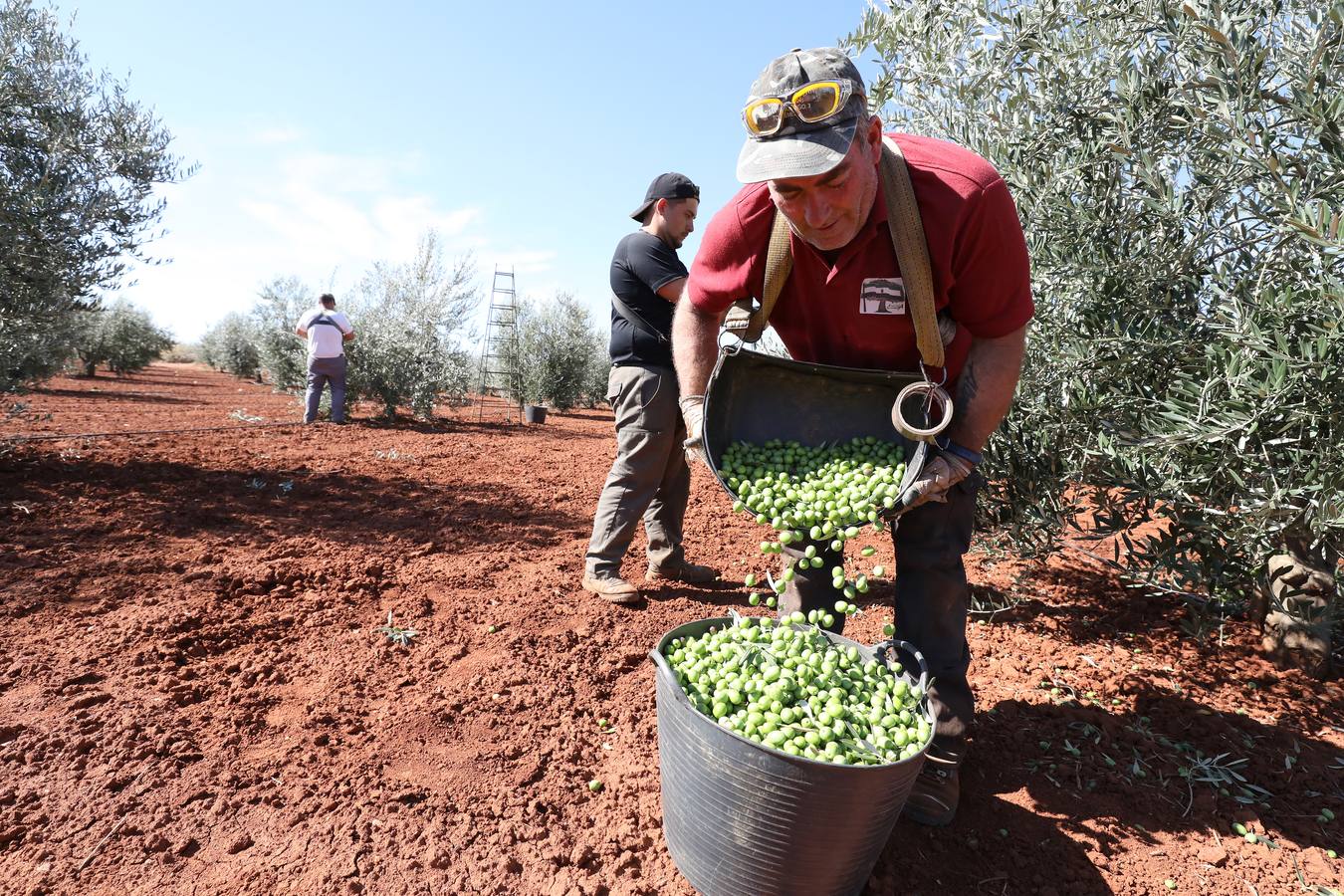 Extremadura inicia la campaña de la aceituna de mesa con la previsión de llegar a las 80.000 toneladas