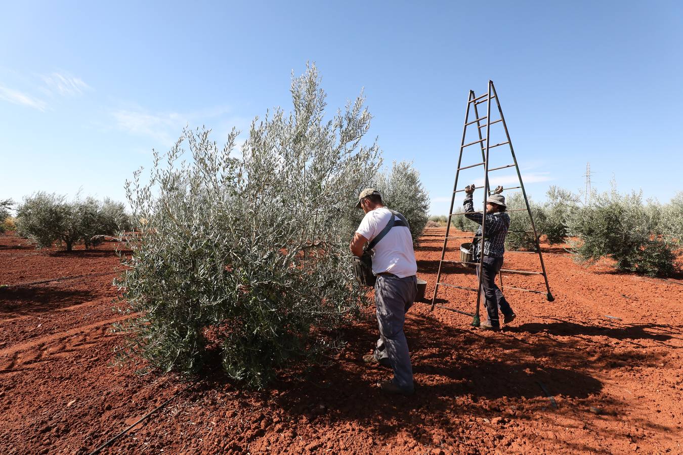 Extremadura inicia la campaña de la aceituna de mesa con la previsión de llegar a las 80.000 toneladas