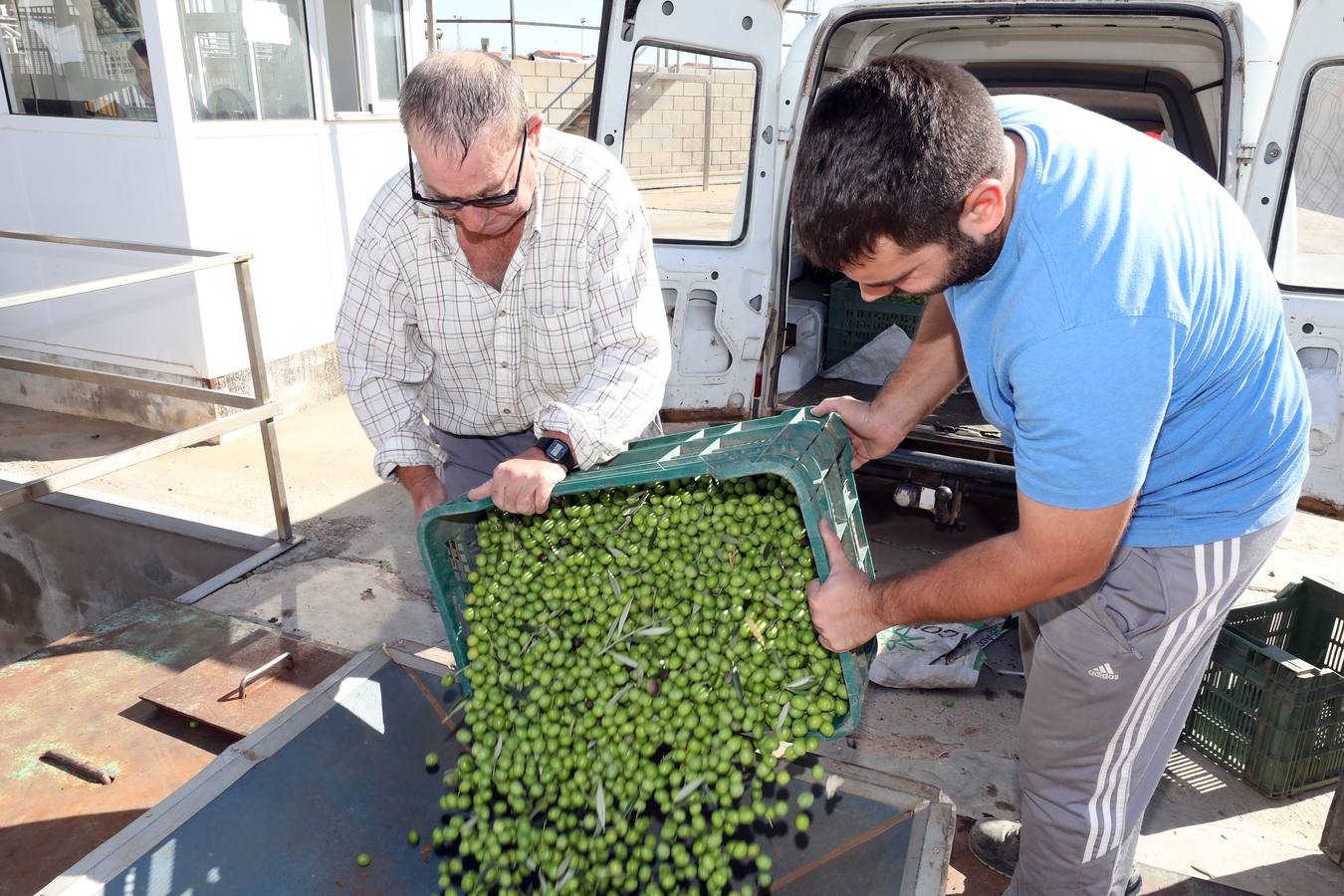 Extremadura inicia la campaña de la aceituna de mesa con la previsión de llegar a las 80.000 toneladas