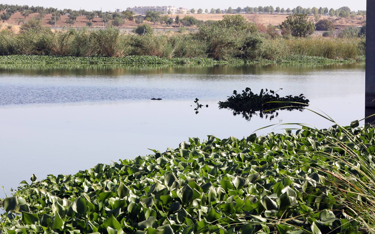 Con el proyecto Aceca diseñan actuaciones de prevención, control y retirada, además de desarrollar trabajos de investigación