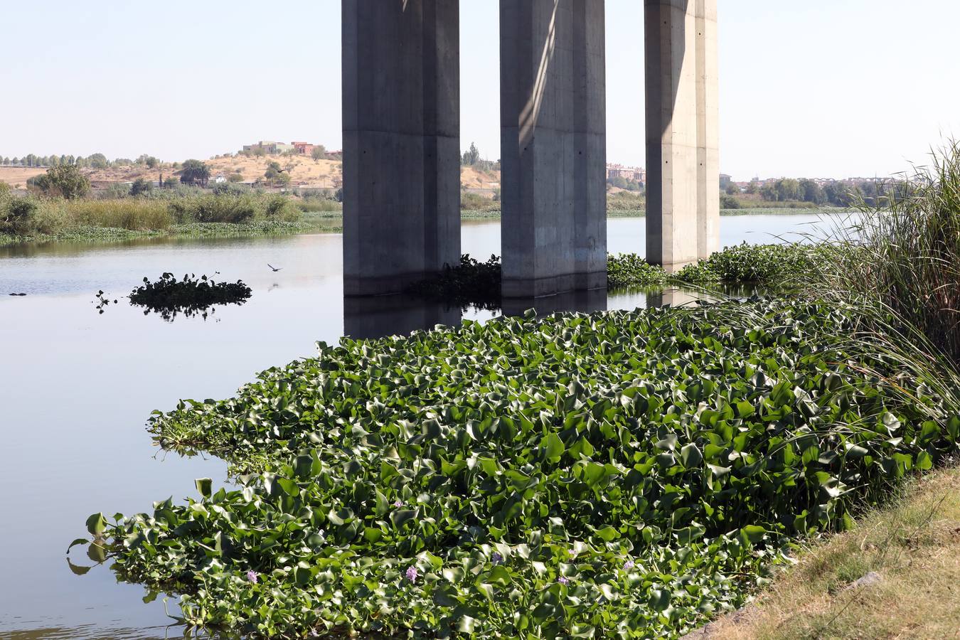 Con el proyecto Aceca diseñan actuaciones de prevención, control y retirada, además de desarrollar trabajos de investigación